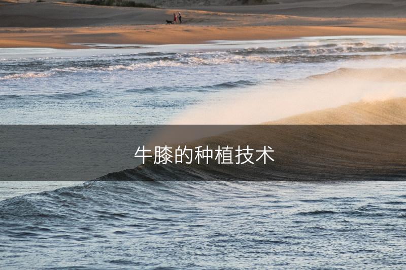 牛膝的种植技术(图1)