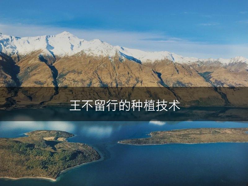 王不留行的种植技术(图1)