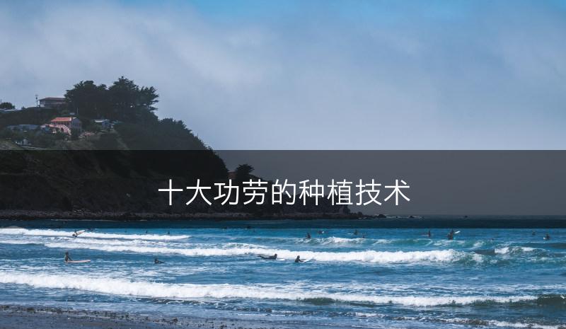 十大功劳的种植技术(图1)