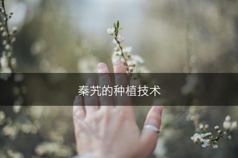 秦艽的种植技术(图1)