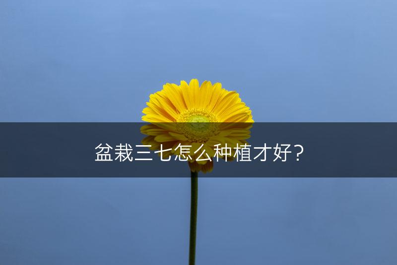 盆栽三七怎么种植才好？(图1)