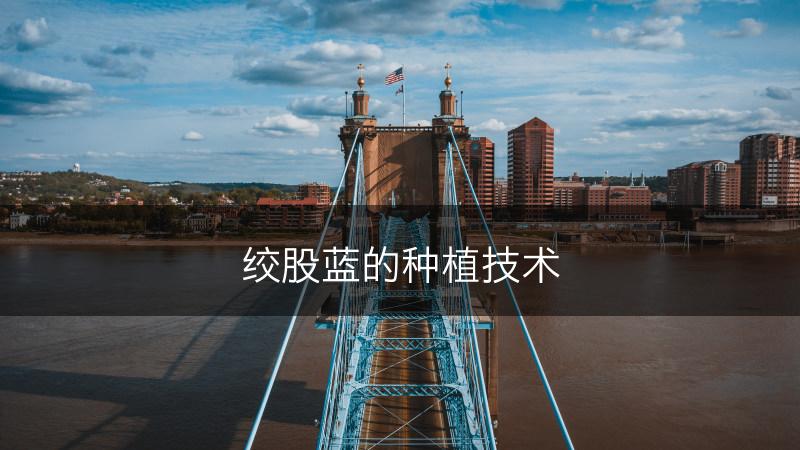 绞股蓝的种植技术(图1)