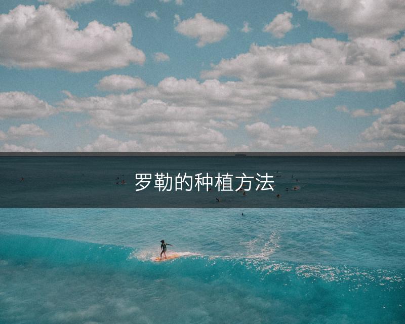 罗勒的种植方法(图1)
