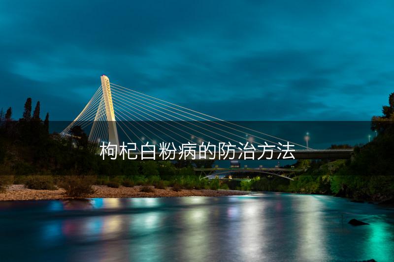 枸杞白粉病的防治方法(图1)
