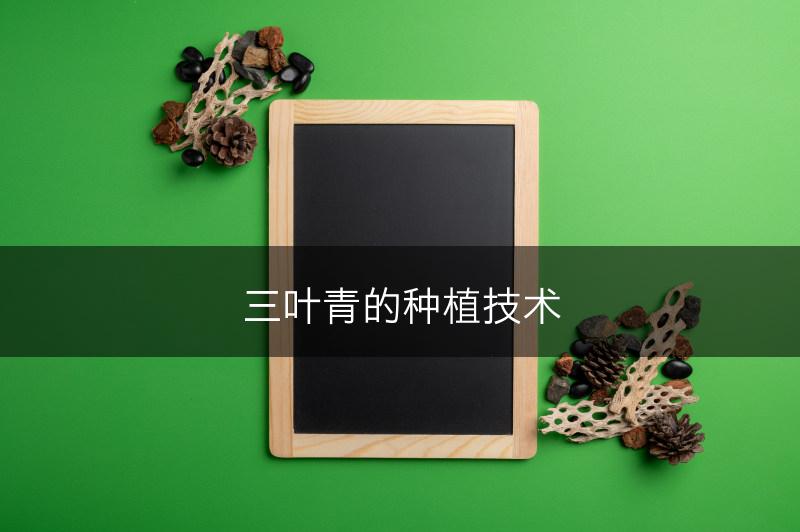 三叶青的种植技术(图1)