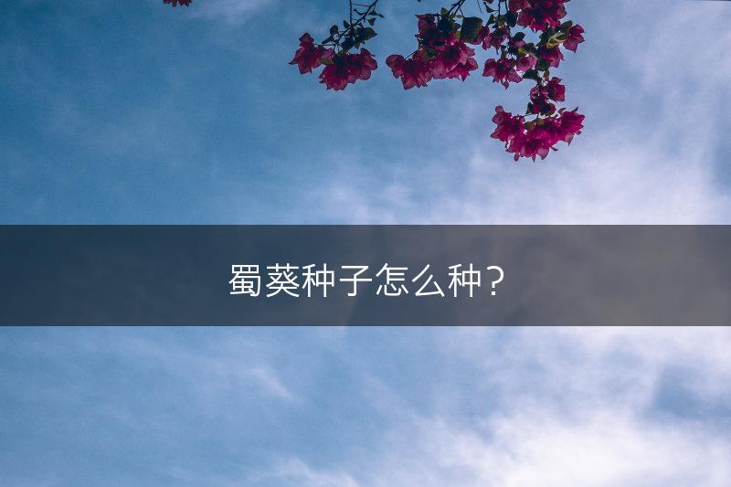 蜀葵种子怎么种？(图1)