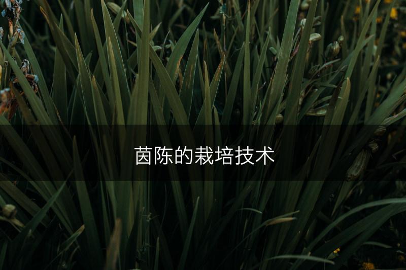 茵陈的栽培技术(图1)
