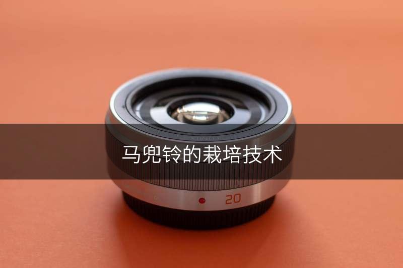 马兜铃的栽培技术(图1)