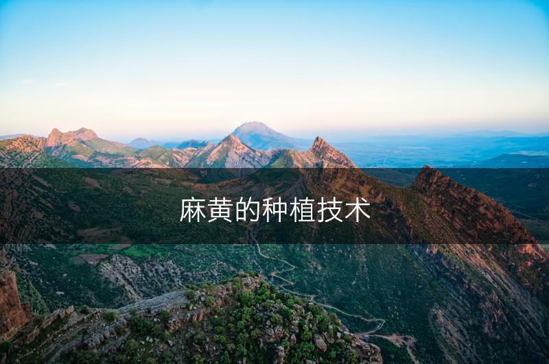 麻黄的种植技术(图1)