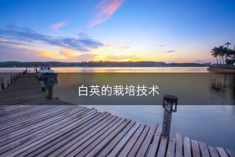 白英的栽培技术(图1)