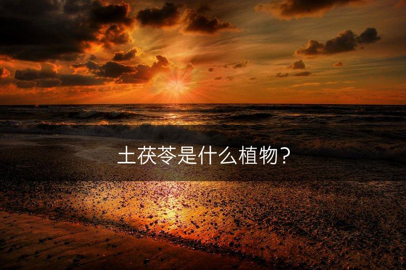 土茯苓是什么植物？(图1)