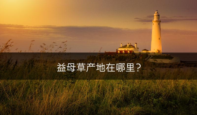 益母草产地在哪里？(图1)