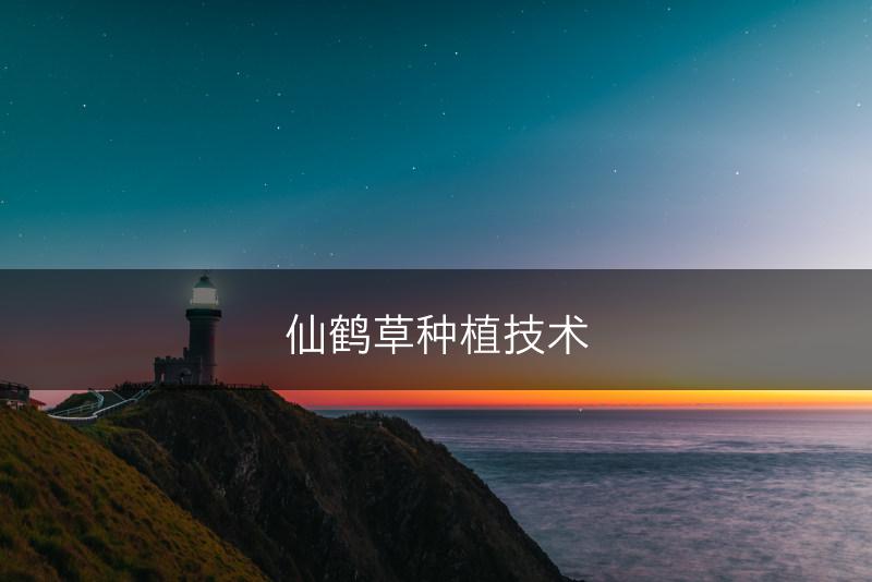 仙鹤草种植技术(图1)