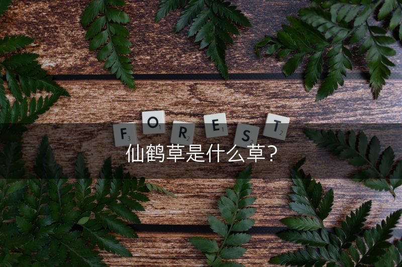 仙鹤草是什么草？(图1)