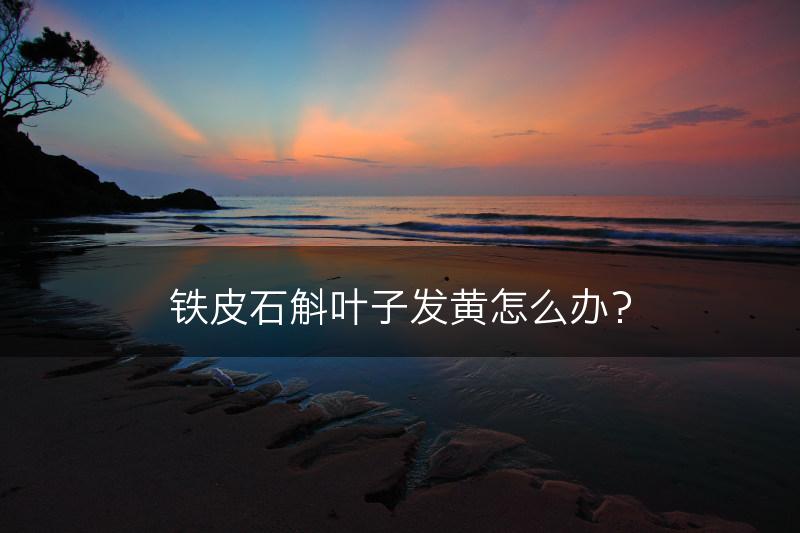 铁皮石斛叶子发黄怎么办？(图1)