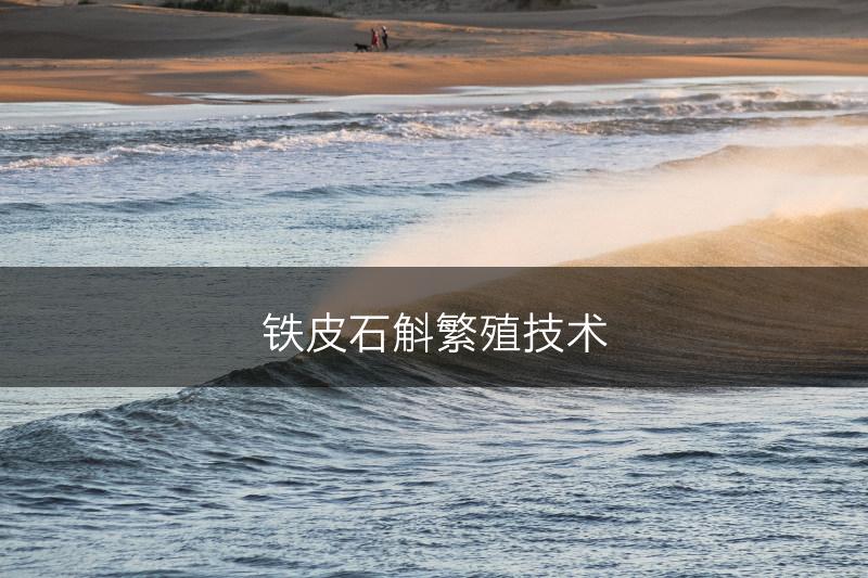 铁皮石斛繁殖技术(图1)