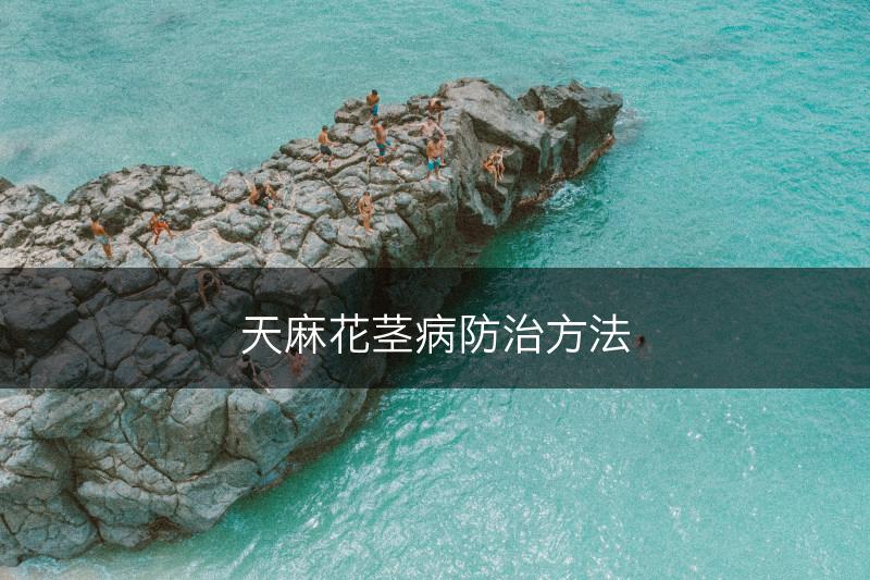 天麻花茎病防治方法(图1)