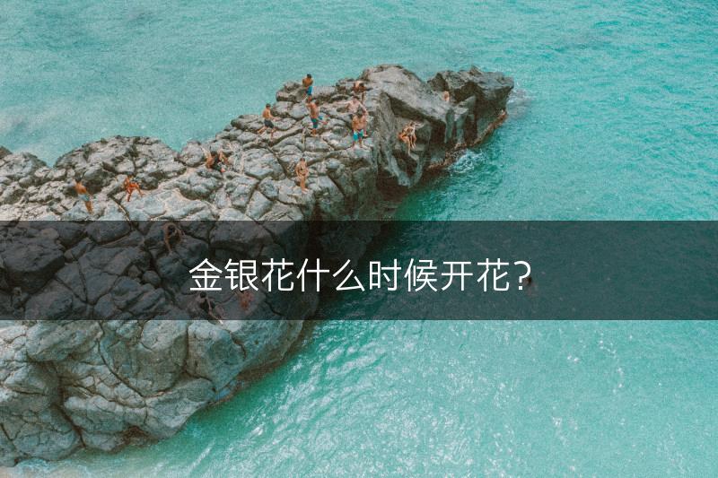 金银花什么时候开花？(图1)