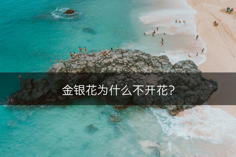 金银花为什么不开花？(图1)
