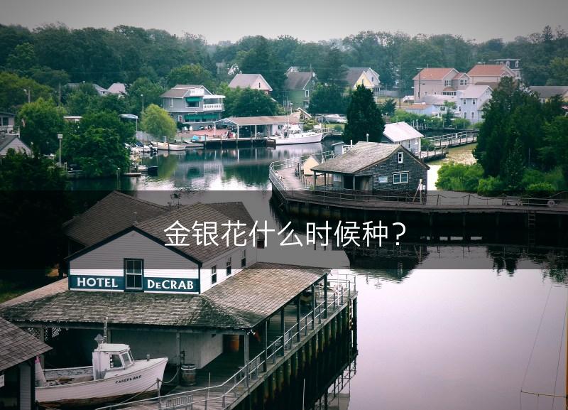 金银花什么时候种？(图1)
