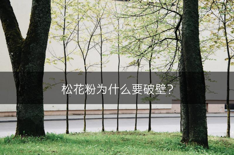 松花粉为什么要破壁？(图1)