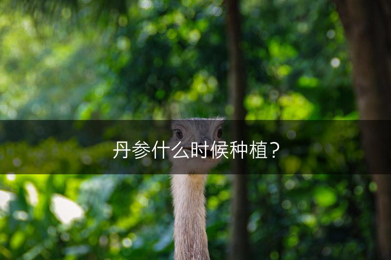 丹参什么时候种植？(图1)