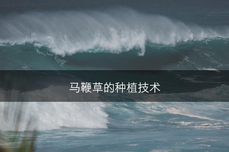 马鞭草的种植技术(图1)