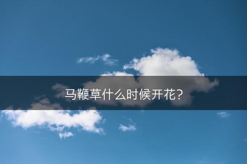 马鞭草什么时候开花？(图1)