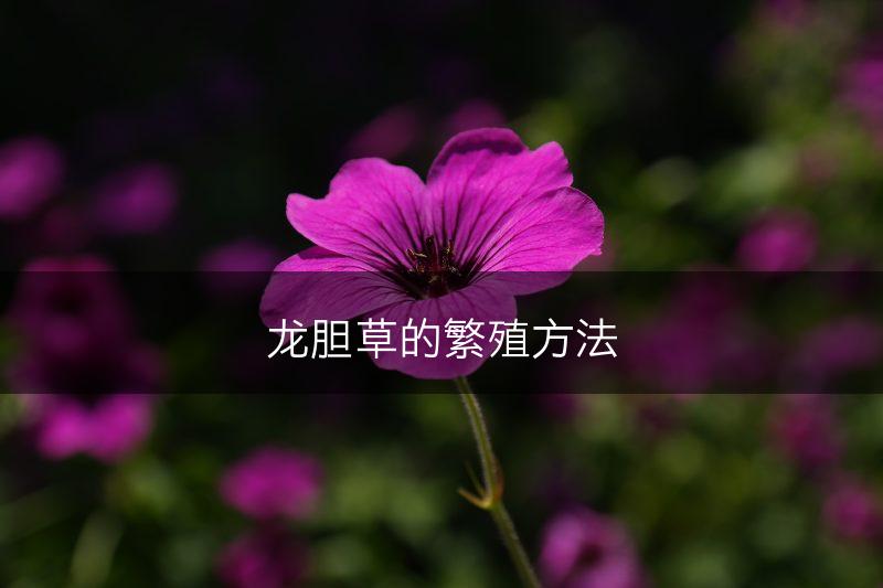 龙胆草的繁殖方法(图1)