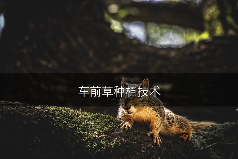 车前草种植技术(图1)