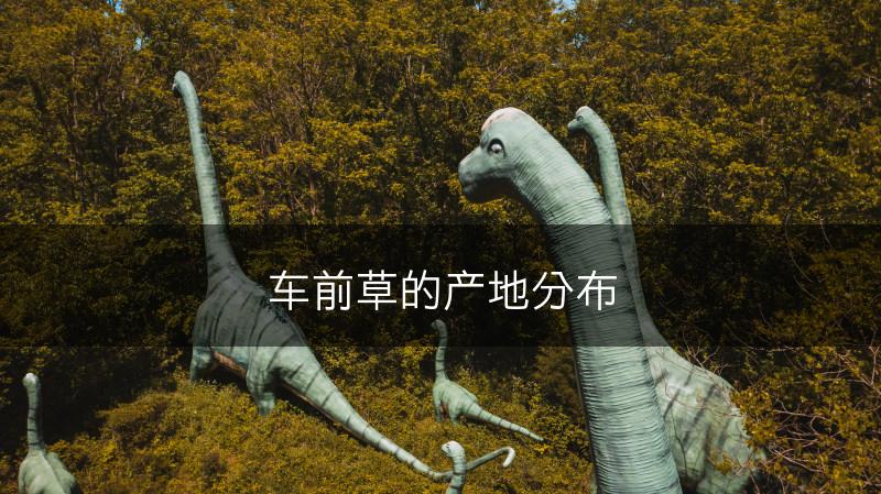 车前草的产地分布(图1)