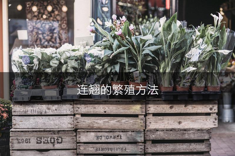 连翘的繁殖方法(图1)