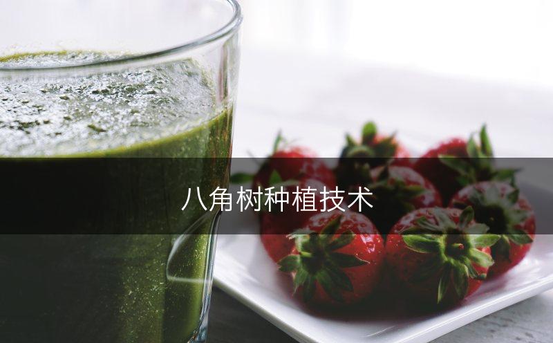 八角树种植技术(图1)