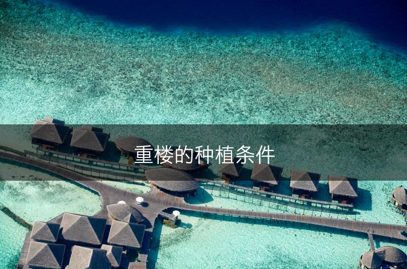 重楼的种植条件(图1)