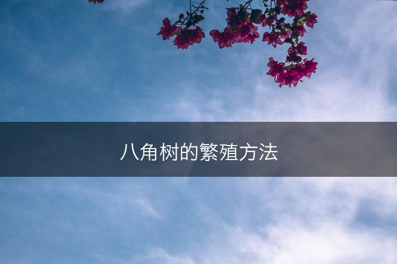 八角树的繁殖方法(图1)