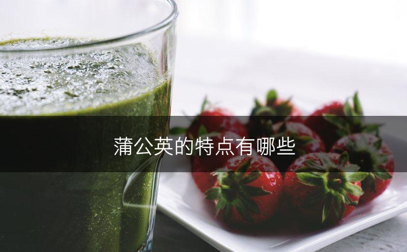 蒲公英的特点有哪些(图1)