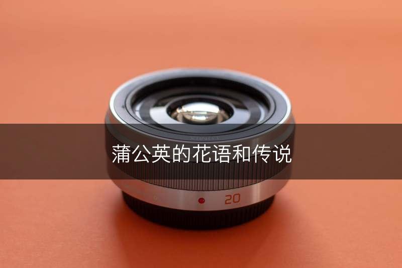 蒲公英的花语和传说(图1)