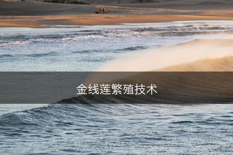 金线莲繁殖技术(图1)