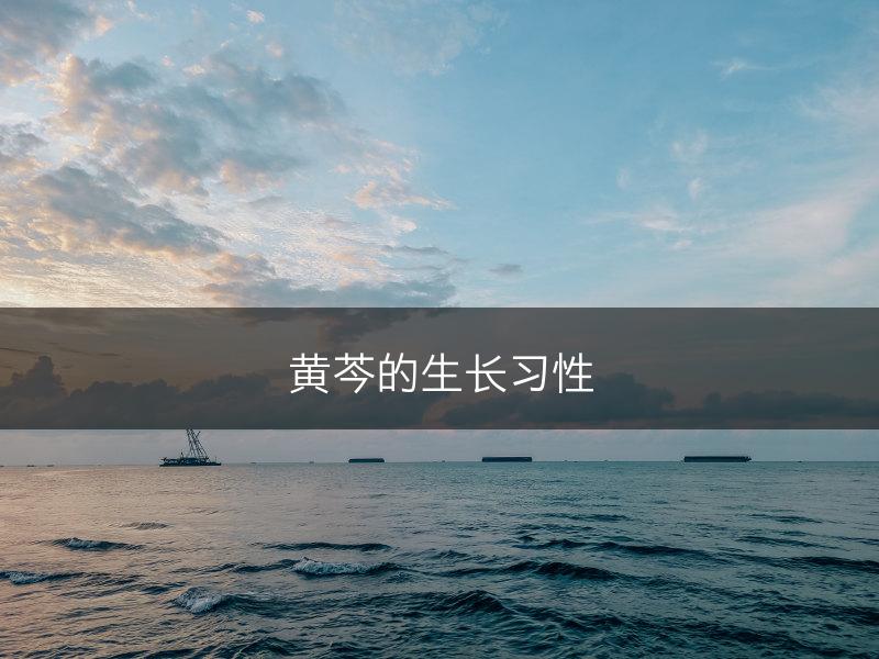 黄芩的生长习性(图1)