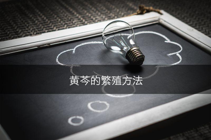 黄芩的繁殖方法(图1)