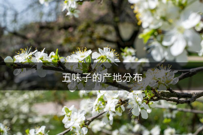 五味子的产地分布(图1)