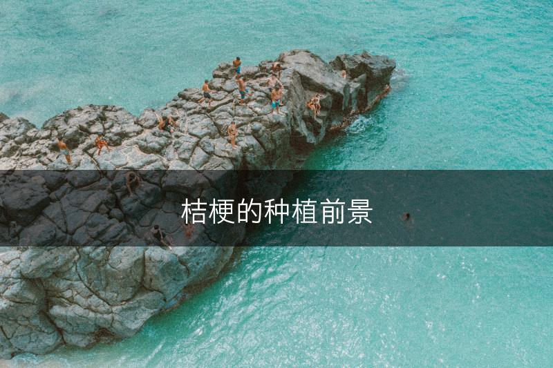 桔梗的种植前景(图1)