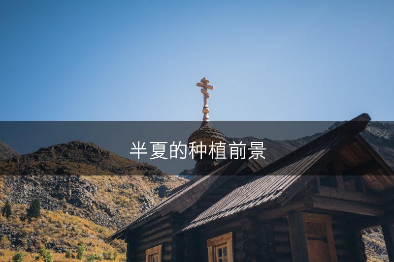 半夏的种植前景(图1)