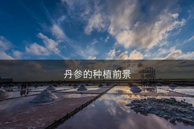 丹参的种植前景(图1)