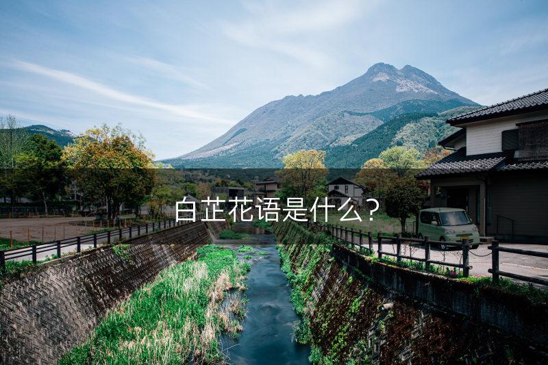 白芷花语是什么？(图1)