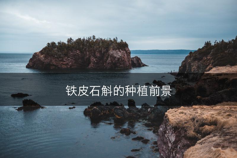铁皮石斛的种植前景(图1)
