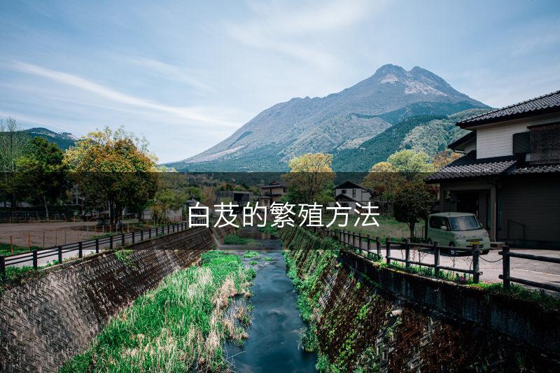 白芨的繁殖方法(图1)