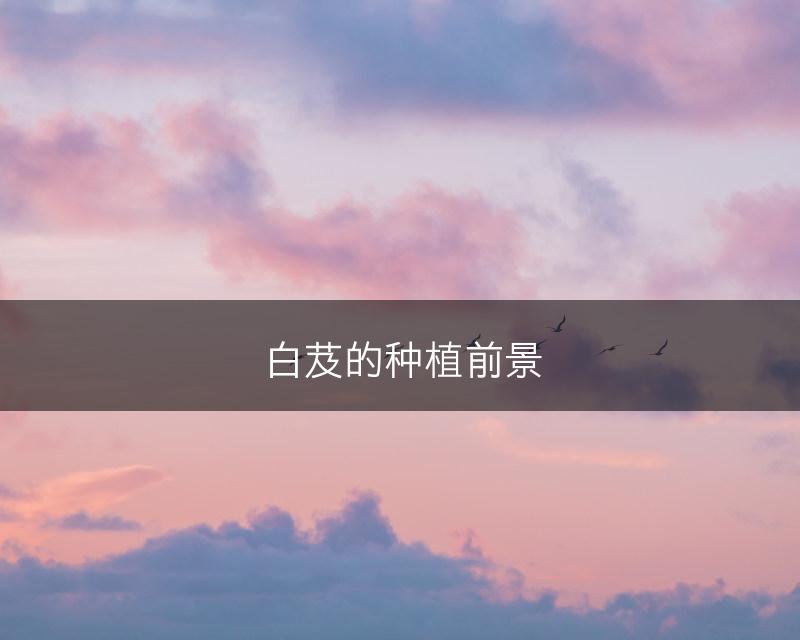 白芨的种植前景(图1)