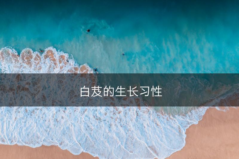 白芨的生长习性(图1)