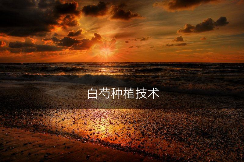白芍种植技术(图1)